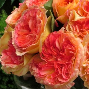 HENRI DELBARD (hybrid tea)